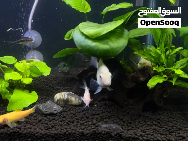 polar parrot, gourami fish