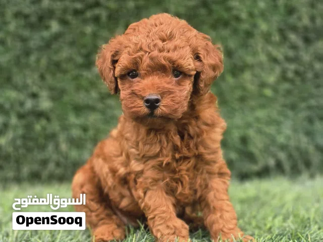 Toy Poodle