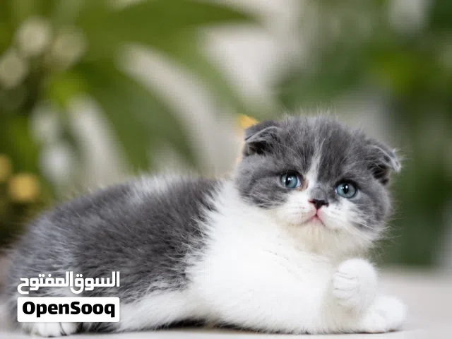 ذكر اسكوتش فولد