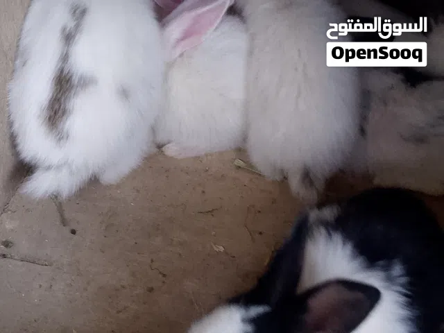 ارانب وقافص للبيع او البدل اقراء الوصف كويس