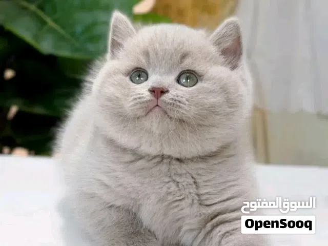 British Shorthair kittens