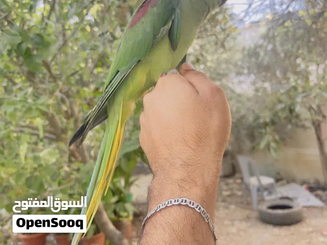 ذكر ببغاء درة نيبالي