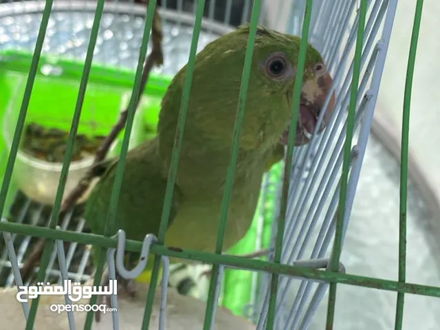 بغبغاء الدرة للبيع قيد التدريب