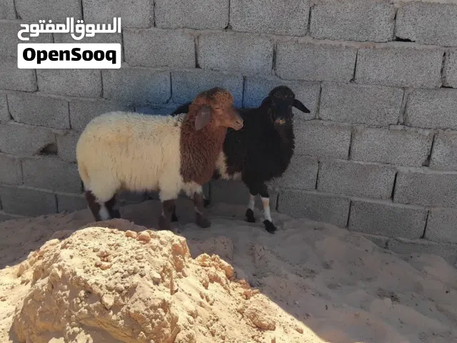 بسم الله توكلنا على الله 2 فطايم للبيع خاليات من العيوب سعر البيع 1100 دينار الفطيمة الواحدة