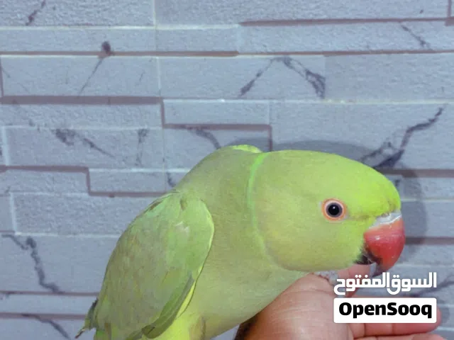 ببغاء اليف