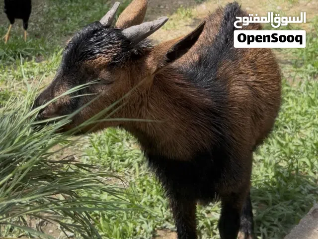 ماعز بلجيكي قزم زينه عمره 6 اشهر ذكر اليف جداآ للبيع او المراوس حسب الرغبه اذاناته ورقه وكرونه 11