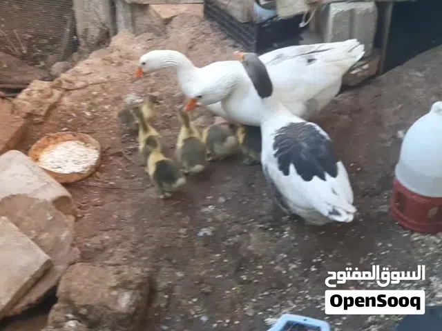 وز للبيع ذكر وانثايتين