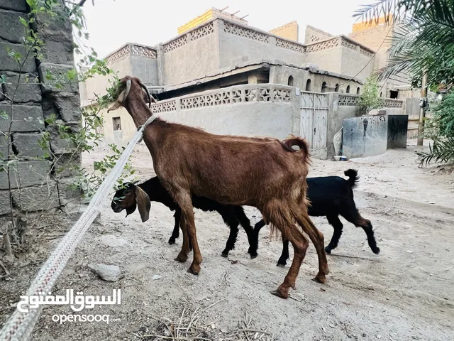 صخلة شامية وراها توم و حامل