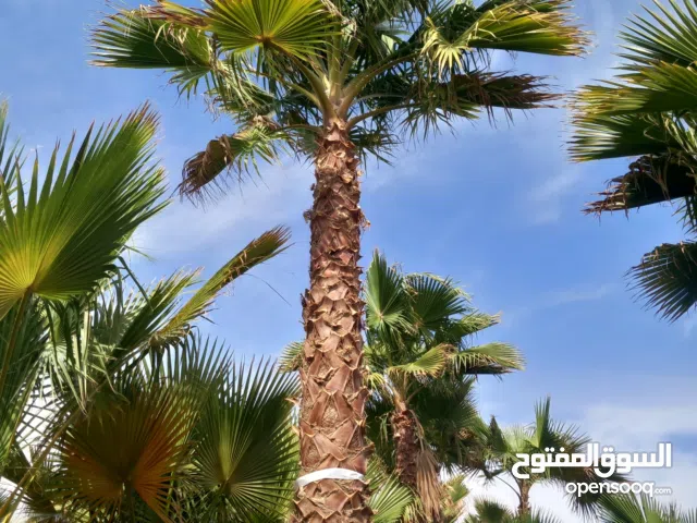 مقاول نخيل واشنطني زينه واشجار