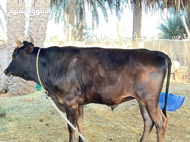 ثور عماني عمره سنتين سمين ماعليه كلام والي بياخذه ويخليه للعيد ماعنده مشكله سلم عربونك وستلمه ف العي