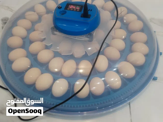 فقاسة للبيع