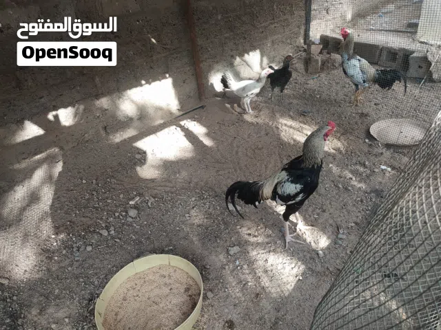 دجاج بكستاني للبيع