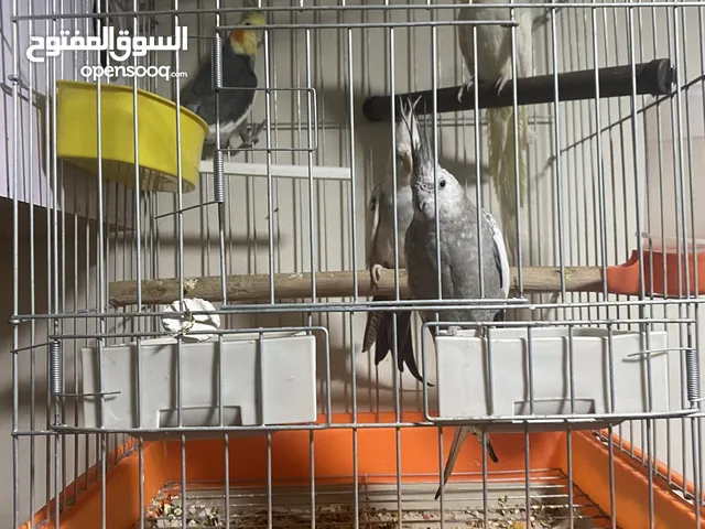 كوكتيل 3 جواز