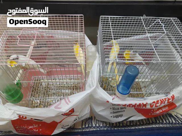 فراخ كناري