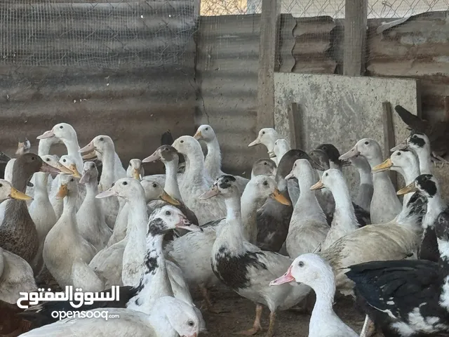 للبيع بط الحبه 3 ريال