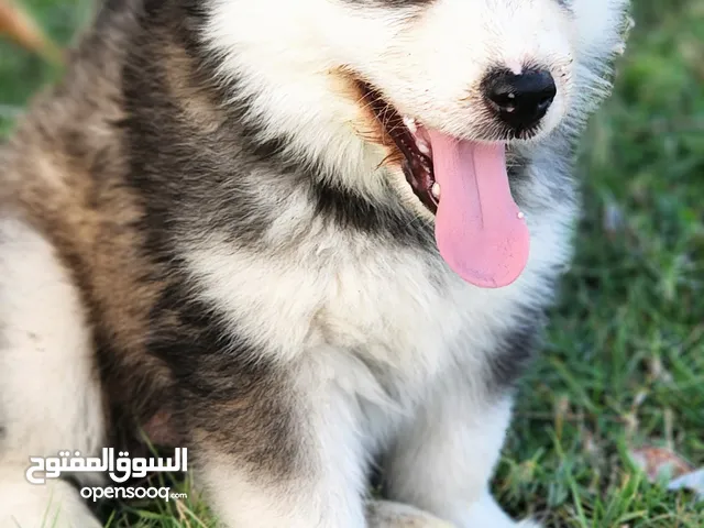 كلب جرو هاسكي بيور سايبيري في بسعر رنزي