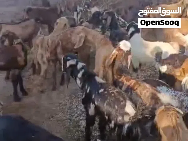 الوزن: 20 كجم العمر: من 6 إلى 7 أشهر الكمية: 100 رأس السعر للرأس الواحد: 540