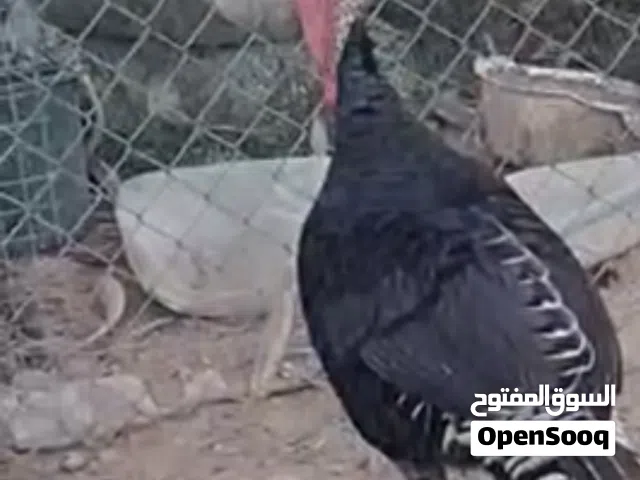 فسيفس فحل وزنه