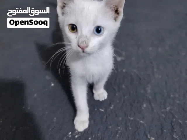 بزونه نادره لل بيع مهتم يجي خاص