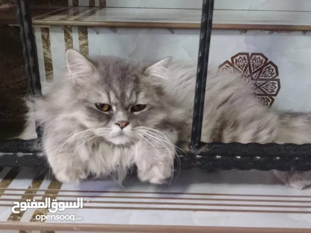 قط شيرازي فارسي للبيع