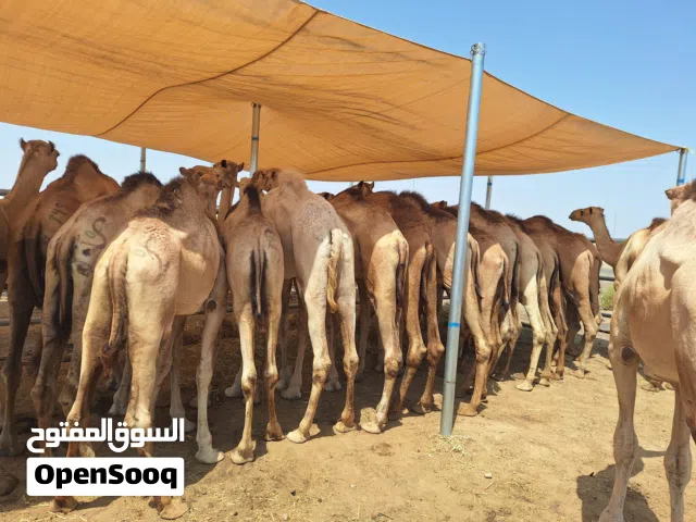 قعدان جمال لحم أحجام ممتازه بأسعار تنافسيه