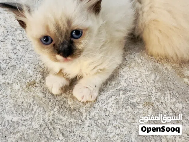 قطط هملايا للبيع