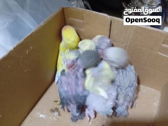 افراخ قندوره روز زق