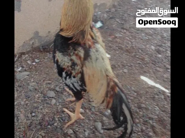 بعشرهتتاتتتتتووتتتتتتتتتتتتتتتتتومتانعاانهغاتهعاانهغااتعتاتننةللعتةتهغلاةععغلاتعااااغاااالفغغااااااا