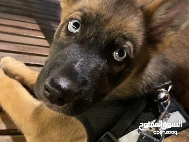 German Shepherd+ Husky mix