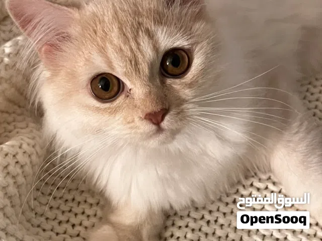 Persian tiger cat شيرازي تايقر