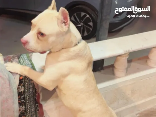 اميركان بولي