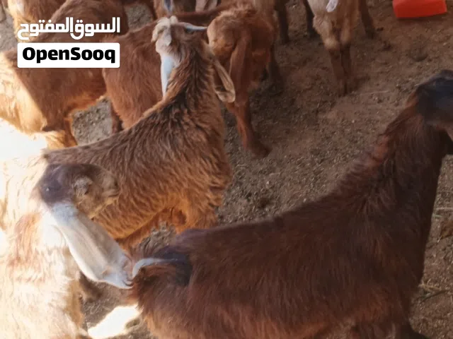 10 جديان أعمارهن أربع شهور شغل ربط وتأخير.