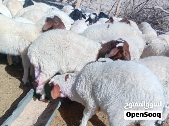 36خروف و10فطايم