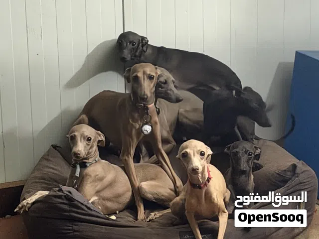 Italian greyhound (pure) قريهاوند ايطالي بيور dog