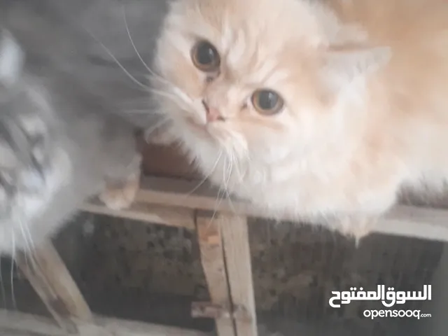 قطط ثلاثه للبيع لظروف السفر