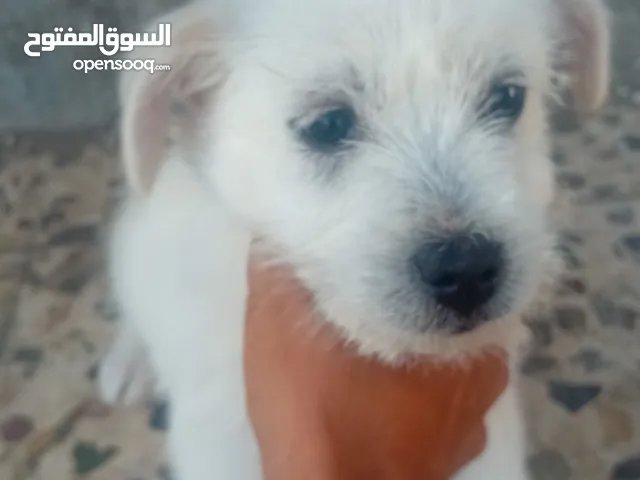 ذكر لون اسود لبدل على بلاستشن 4 وانثي عمر خمس شهور