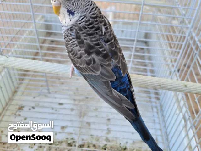 نتاية بلاك وينج جاهزة