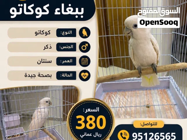 ببغاء كوكاتو