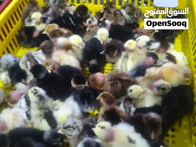 افراخ دجاج عرب وابو ركيبه
