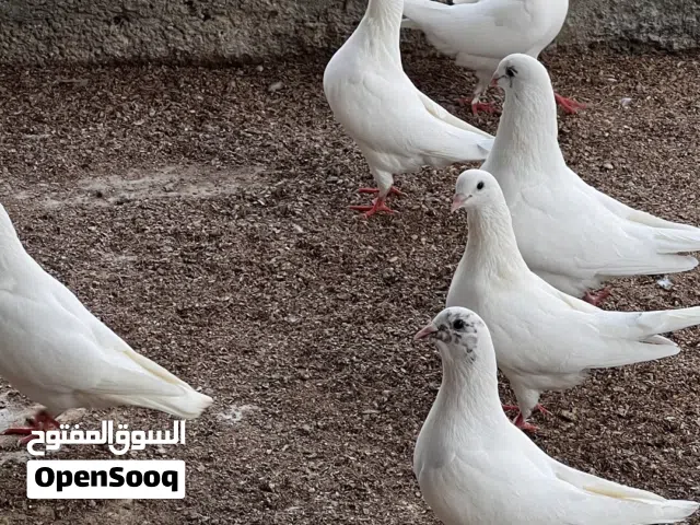 حمام ابيض (فرنسي +مدينه )