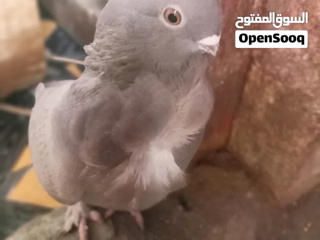 زوج ارافل مثل ماموضح ( قجم )