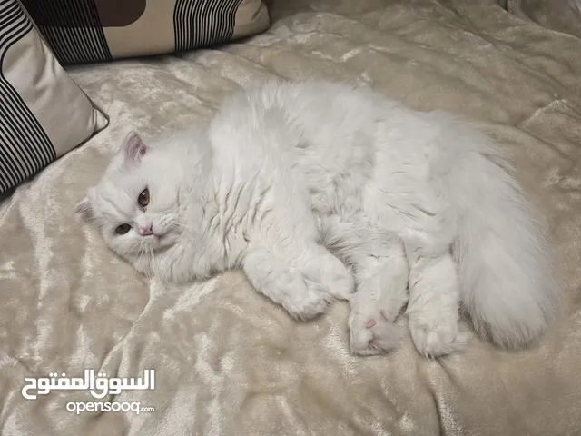 Stunning White Long Hair Scottish Fold Female Cat