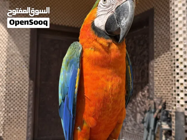مكاو هجين للبيع