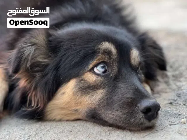 كلب انثى عمر 5 اشهر مهجن من ام جيرمني و اب هاسكي