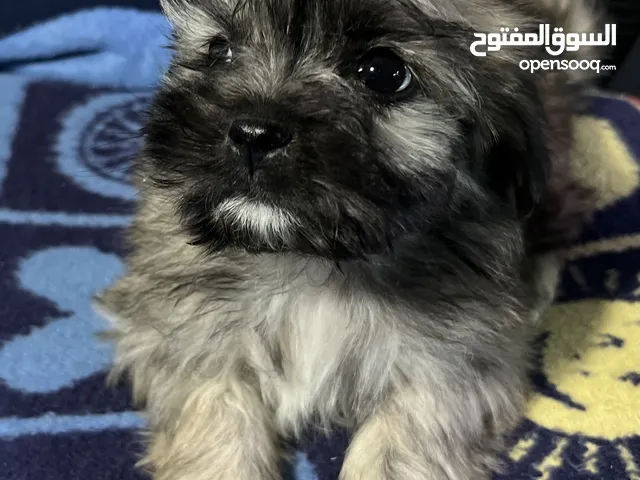 للبيع – أنثى فرنش تيرير (French Terrier)