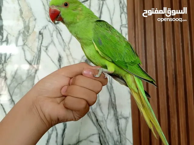 درة صحة نظافة 100% اليف 100% لعوووووب مناسب للاطفال يوحد خدمت توصيل داخل عمان