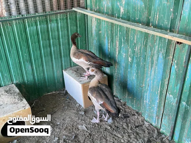 بط مصري فرعوني