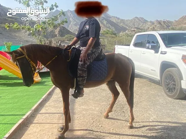 فرس عربية للبيع