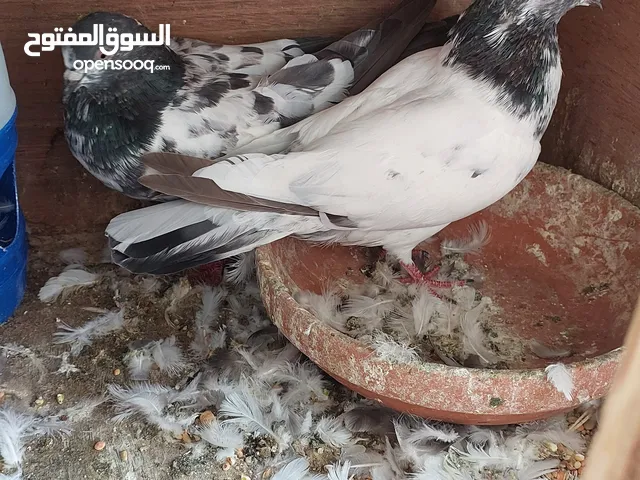 Pakistani pigeons