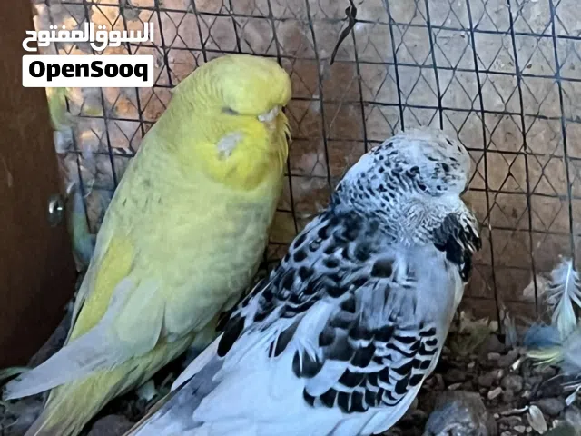 طيور محميه للبيع